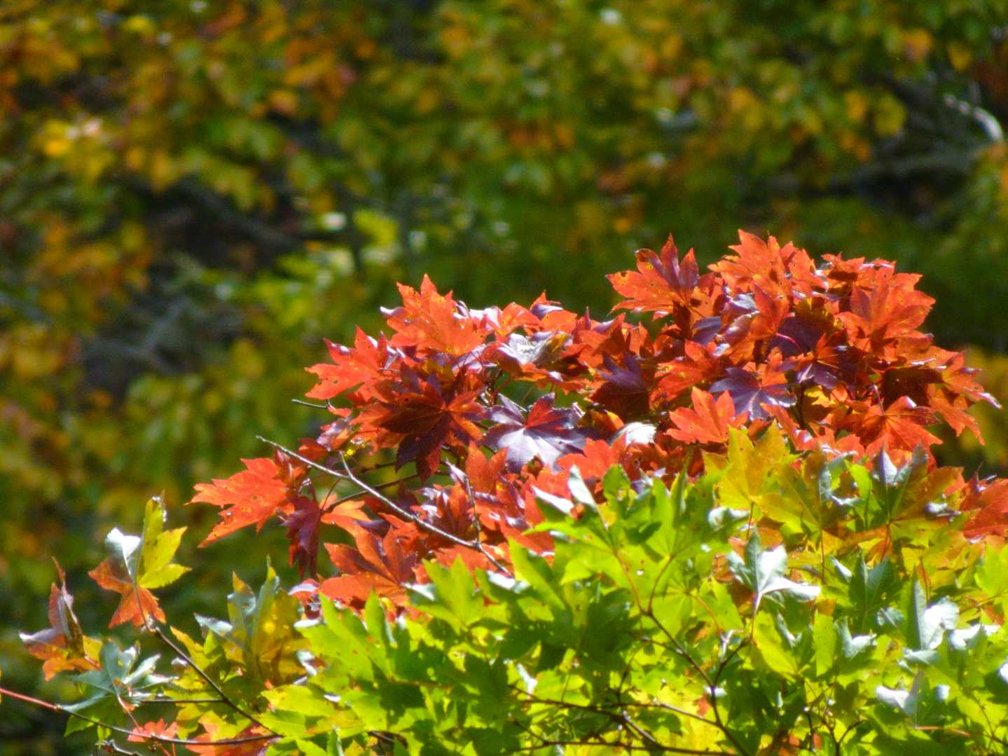 端から色付く🍂