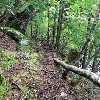 木の根も張り出ている尾根道