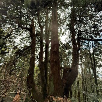 何本に枝分かれしてるんだろう⁉️