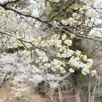 山桜もきれい🤩