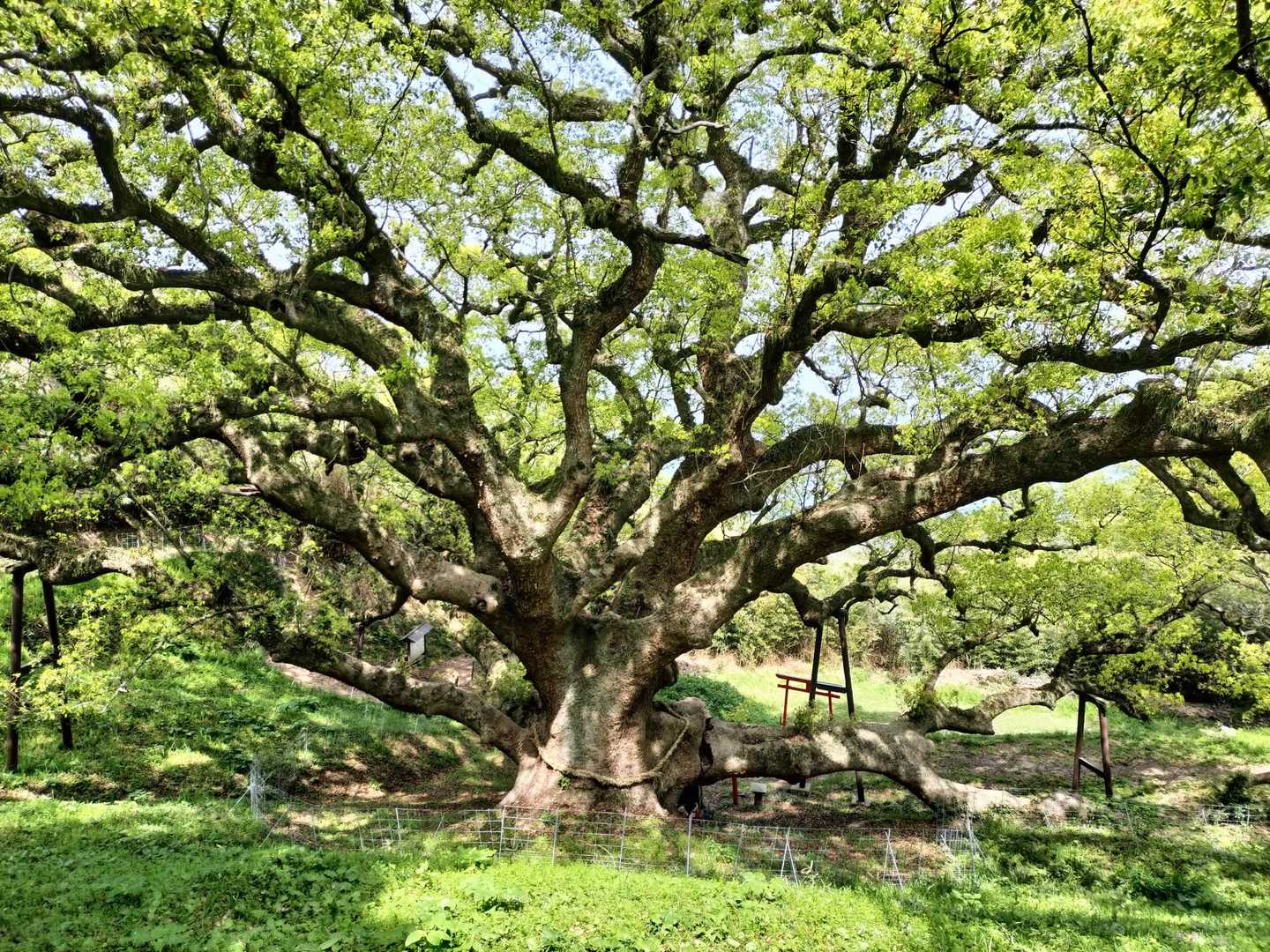 横尾の辻-天空の花畑 周回コースの写真