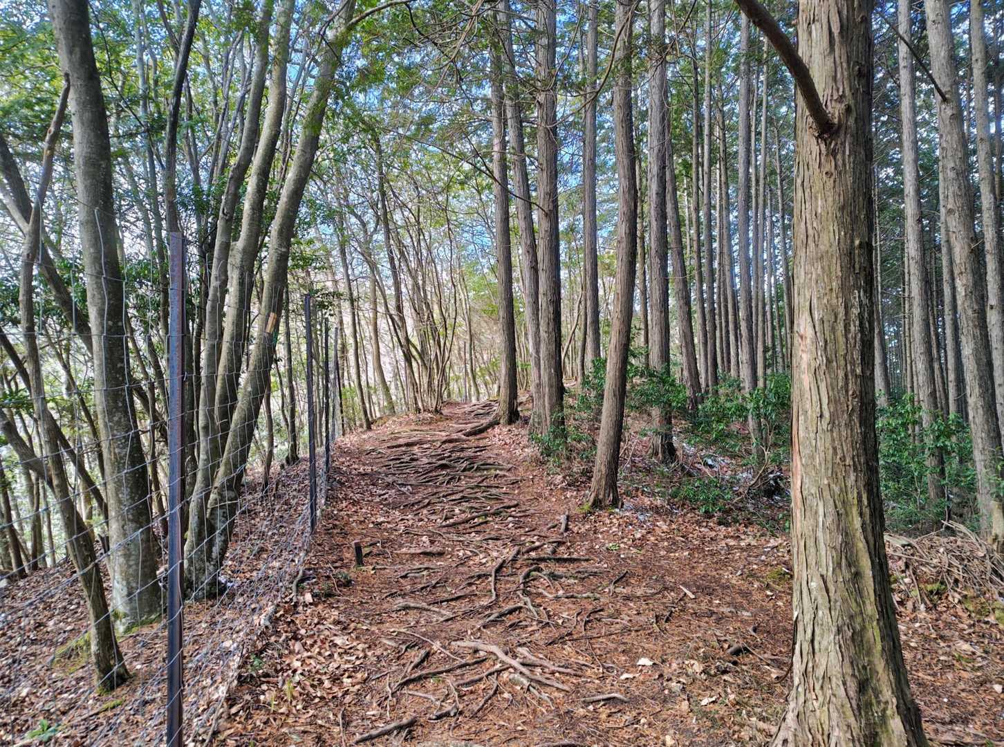 素敵な尾根道を登り下り🥾🥾