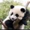パンダ