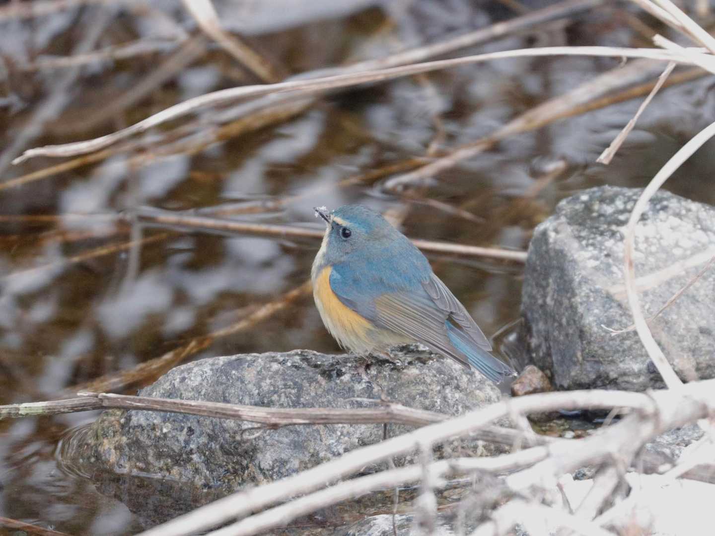 ルリビタキが川沿いに数羽いました