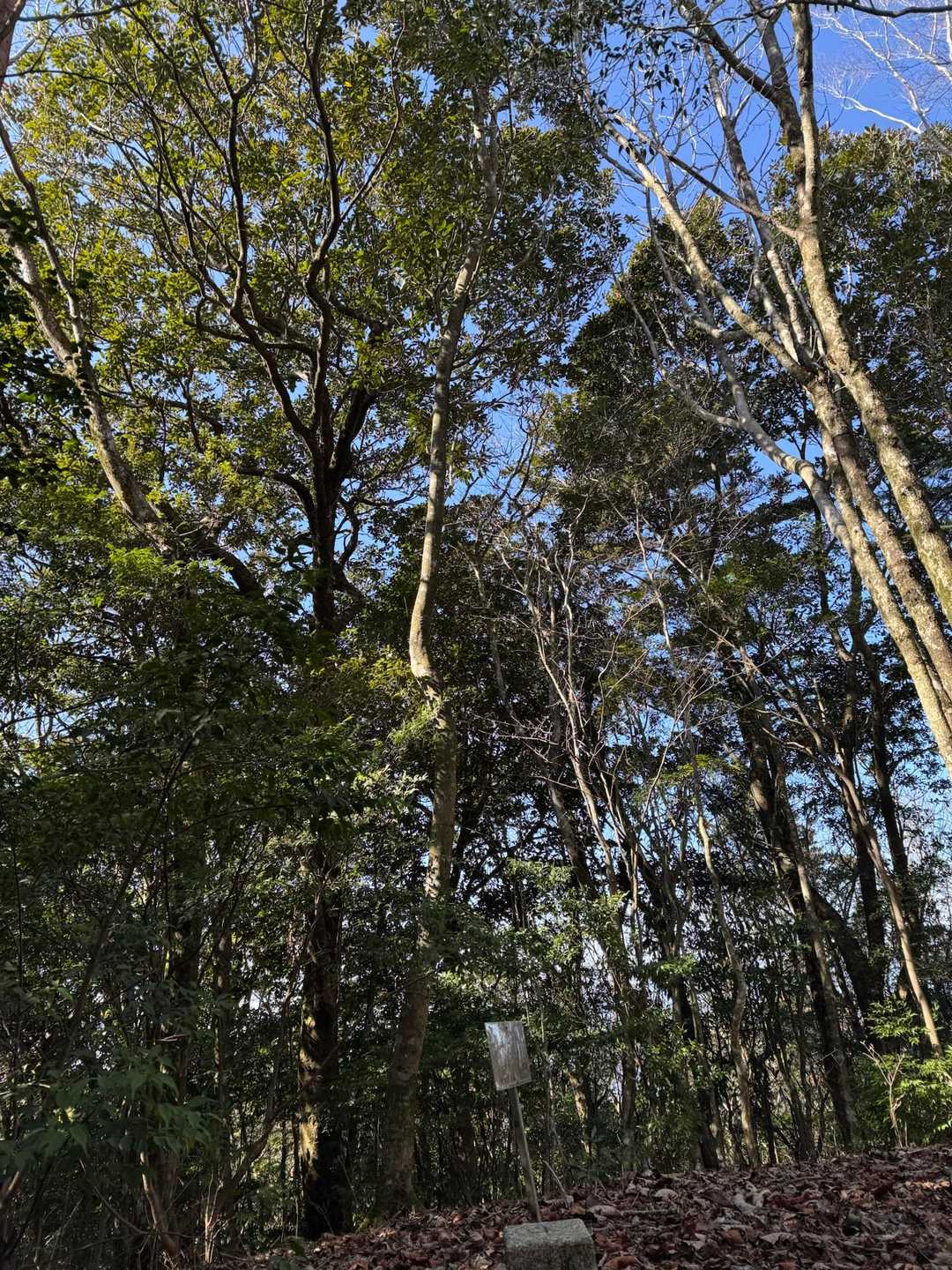 七熊山山頂に戻ってきました。こちらも眺望はありませんが、高い木々で明るい感じです🔆