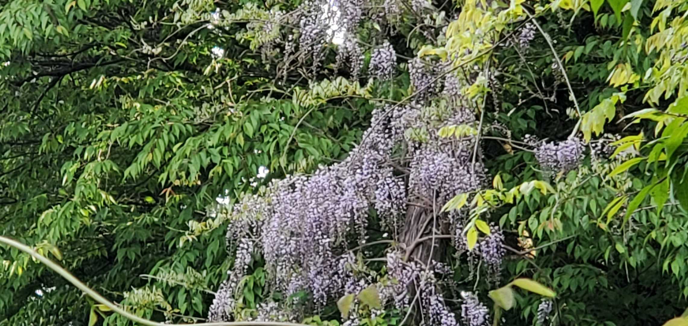 紫色の花びらが落ちていたのは
藤だった