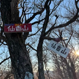 仙香山⛰️マイナーなピークでこれも縦走路を少し外れて向かわないと拾えないピーク