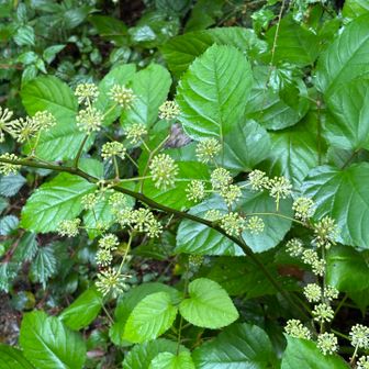 ウド（山独活）の花（蕾の状態）