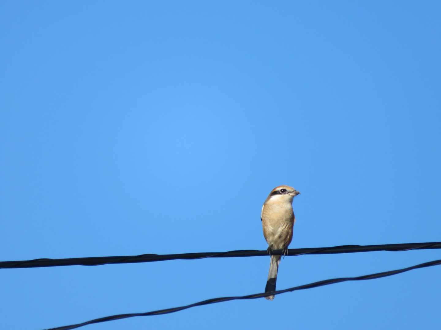 前を歩いているお姉さんが空を撮っていると思ったら、この鳥を撮っていたようで、真似してパシャリ。
全然動かないんです。
モズですね