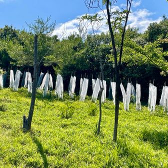 突如現る
ニョロニョロの群れ