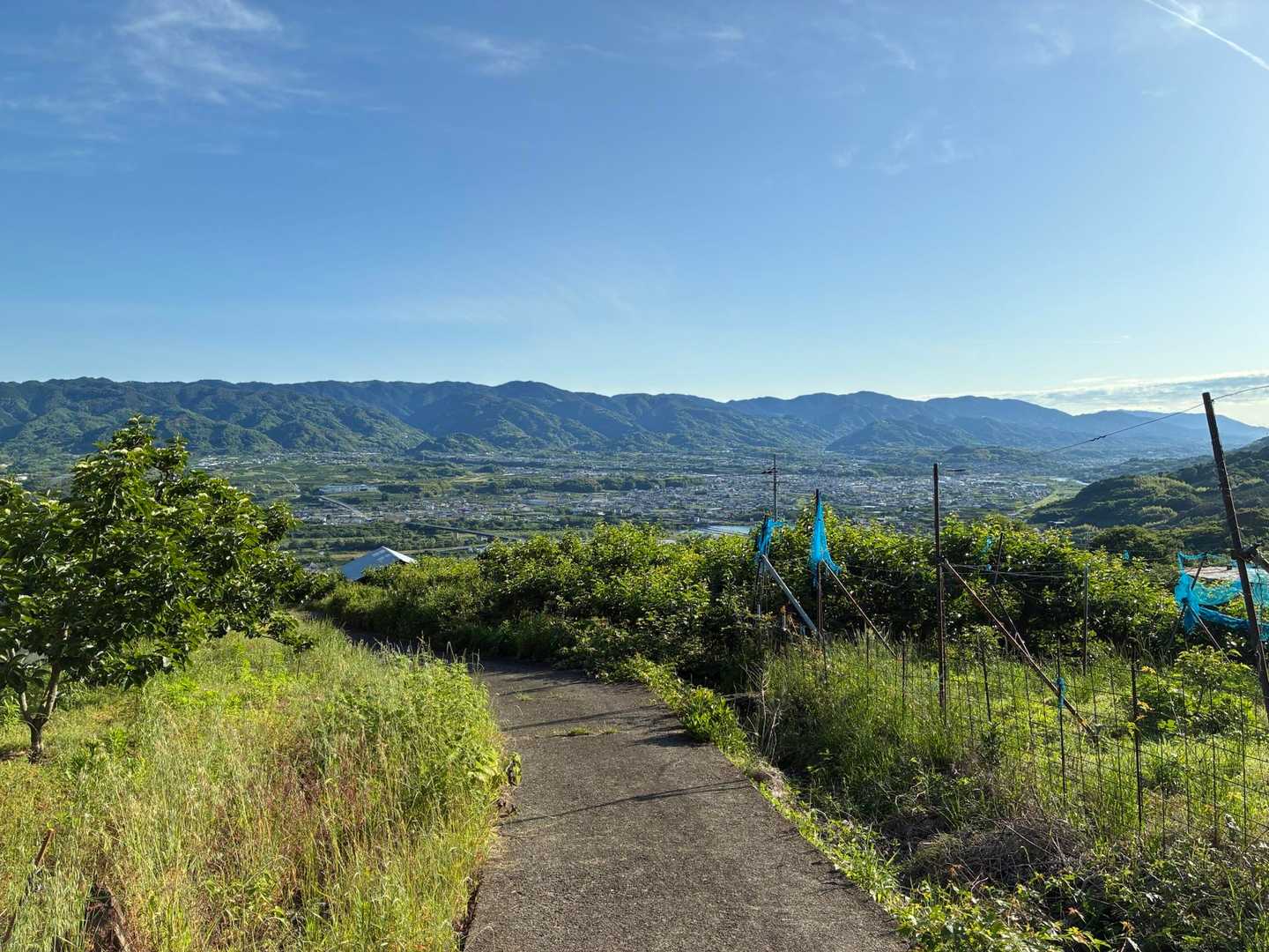 両側は果樹園🍑🍊🍅
