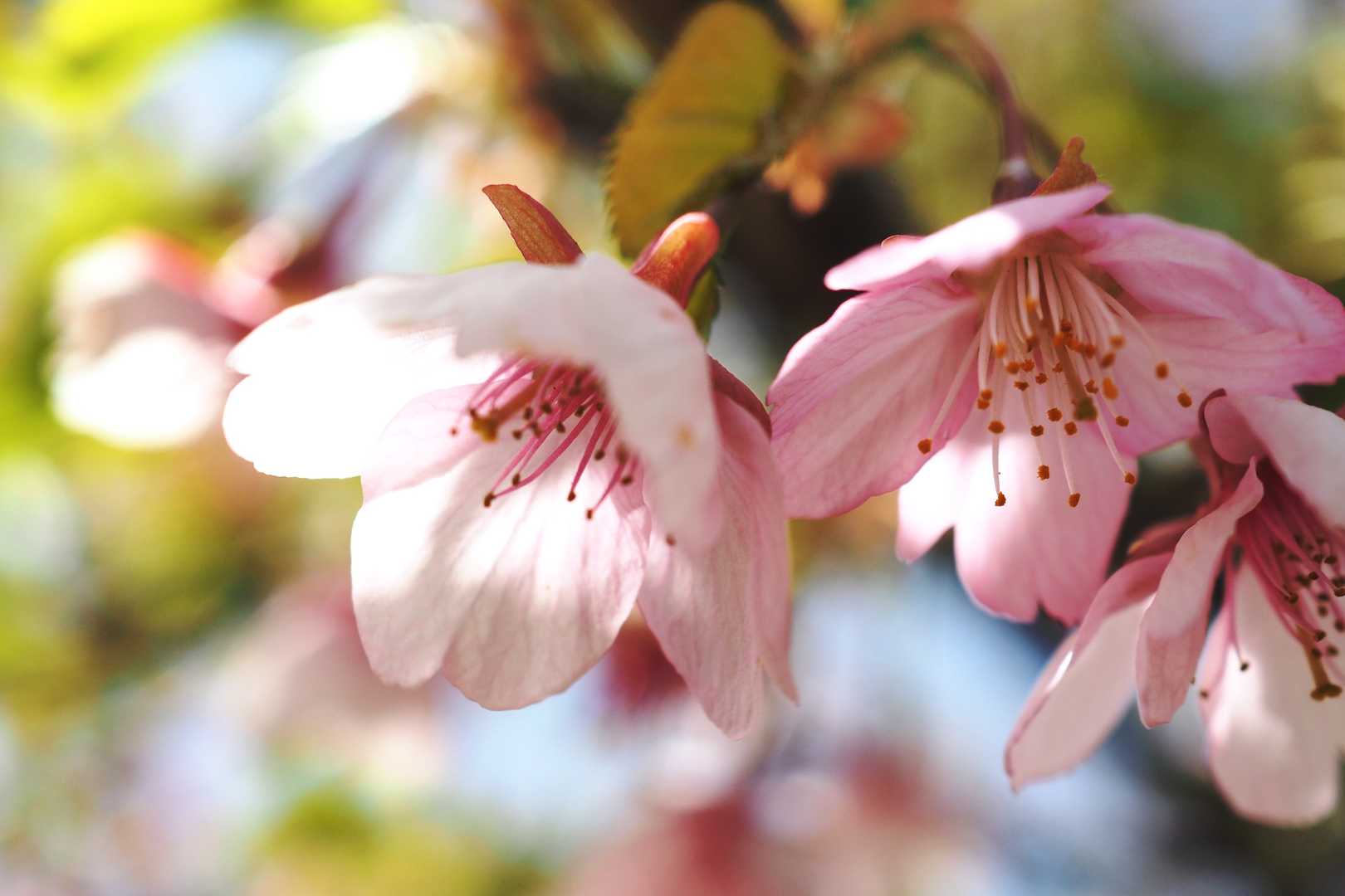 🌸桜が綺麗です