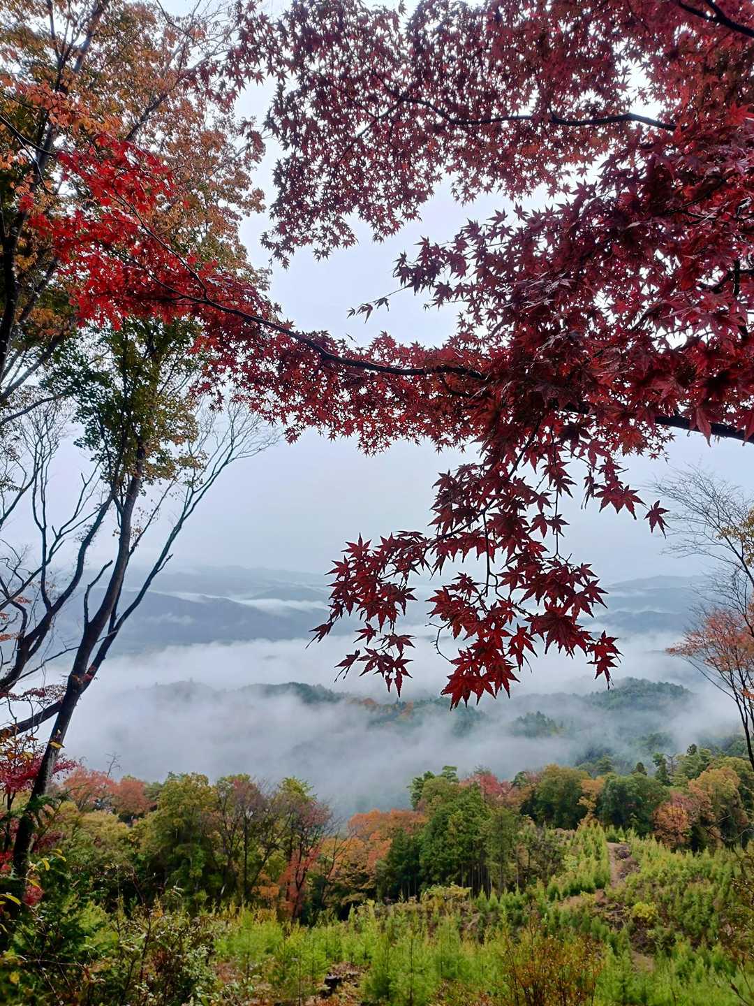 紅葉🍁と雲海☁のコラボ。