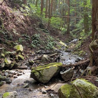 川に入ると一気に涼し〜い😆