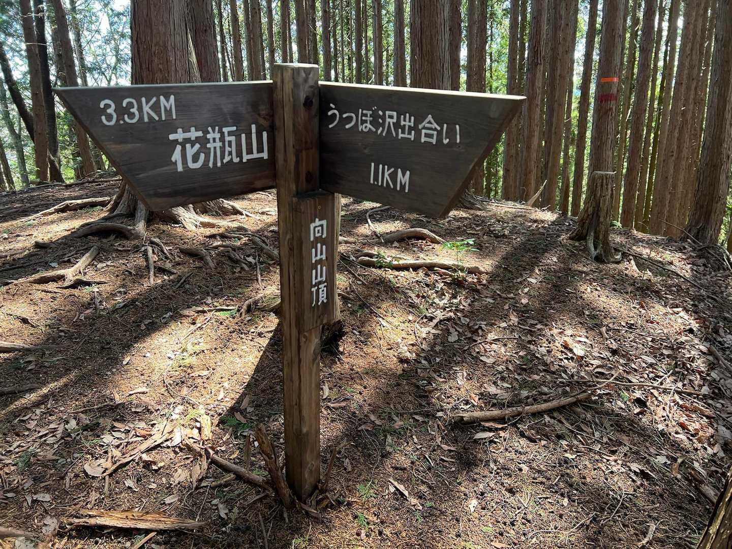 向山山頂。景色はなし。