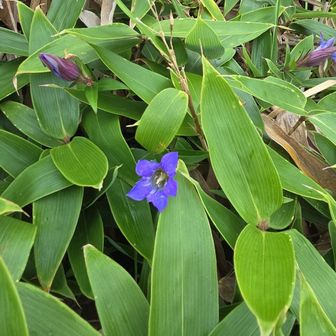 撮るもの無いのでお花を撮っとく
