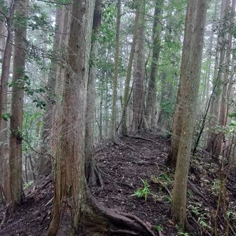 見えますか？蜘蛛の巣🕸️だらけ。