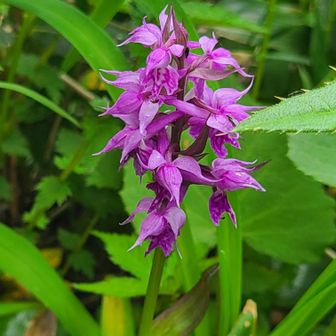 キバナノアツモリソウ(黄花の敦盛草)自生地へ / KIKOさんの高妻山