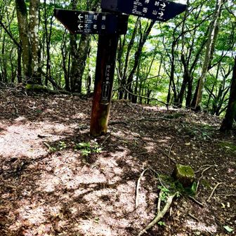 白くらの頭