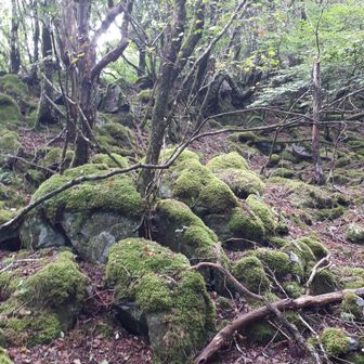 この辺りは苔庭のようにきれいです。