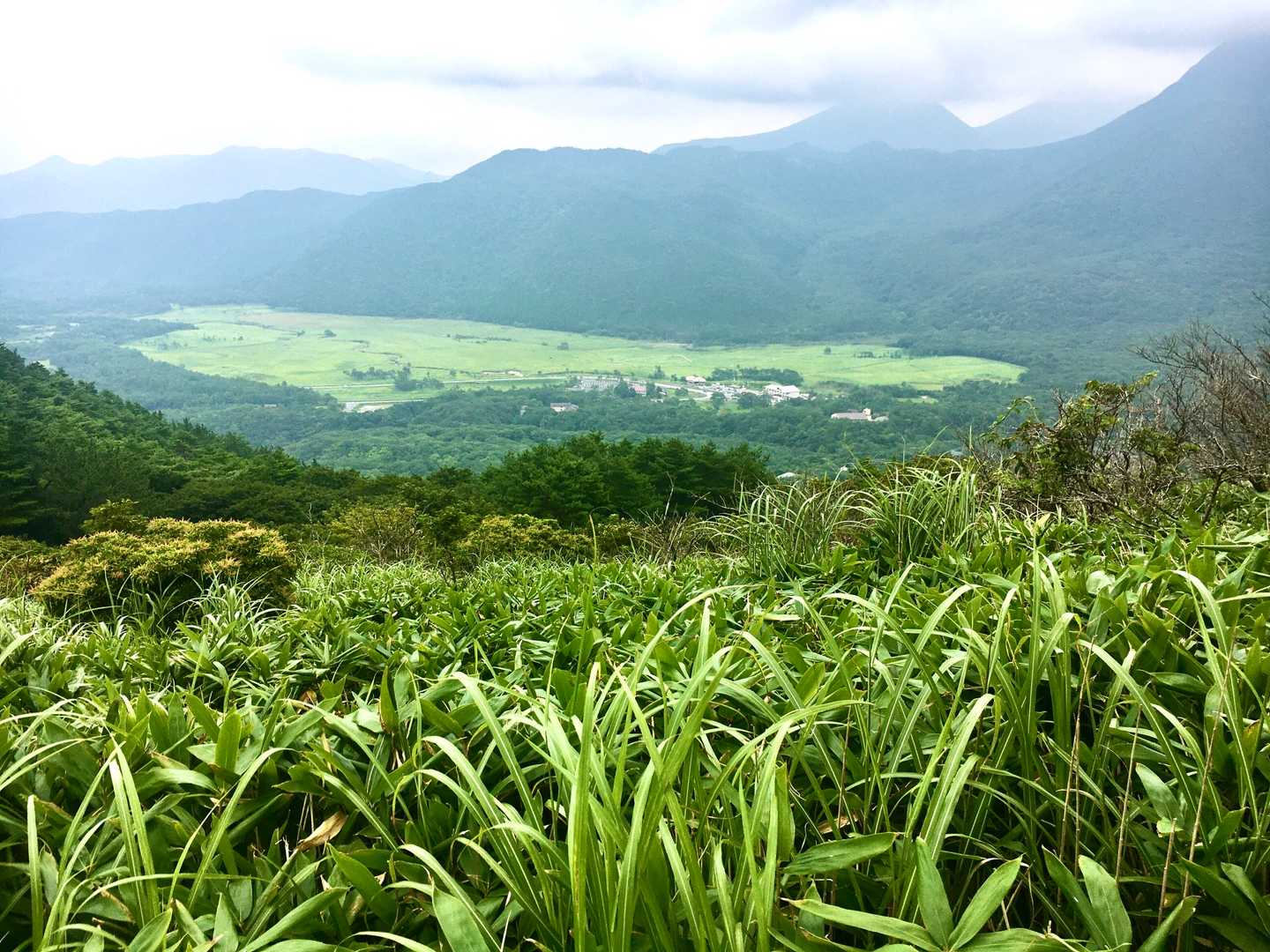もう一回長者原とタデ原。