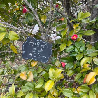 右田ヶ岳西峰😊