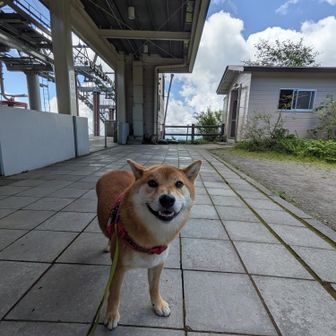ようやくロープウェイ山頂駅前到着🎊🎉✨日影のベンチが空いていたので、ロクちゃんさんを待ちながらしばらく休憩します😊
🐶涼しい！疲れたから、ここの子になる〜！！（この後ゴロンと寝転ぶ）
👩‍🦱あ…！(汗)