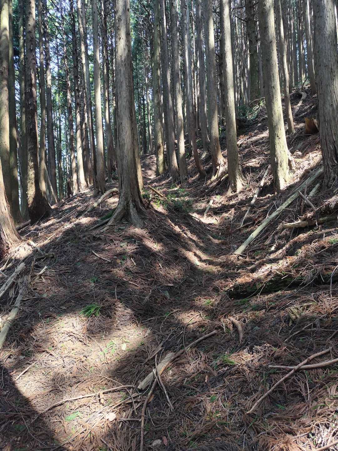 人工林のつづら折れの道を歩きます。ﾋﾟﾝｸﾃｰﾌﾟは少なめです