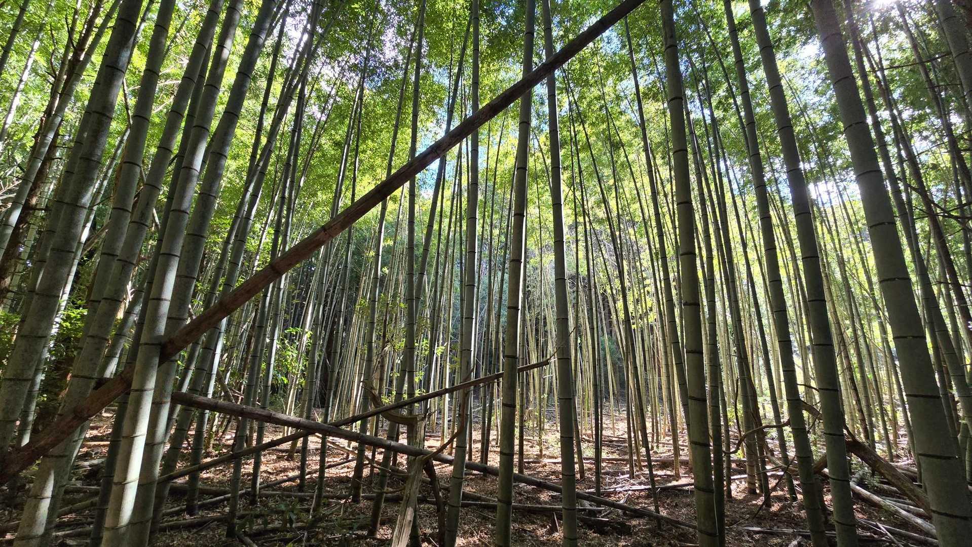本宮山なら竹林✨