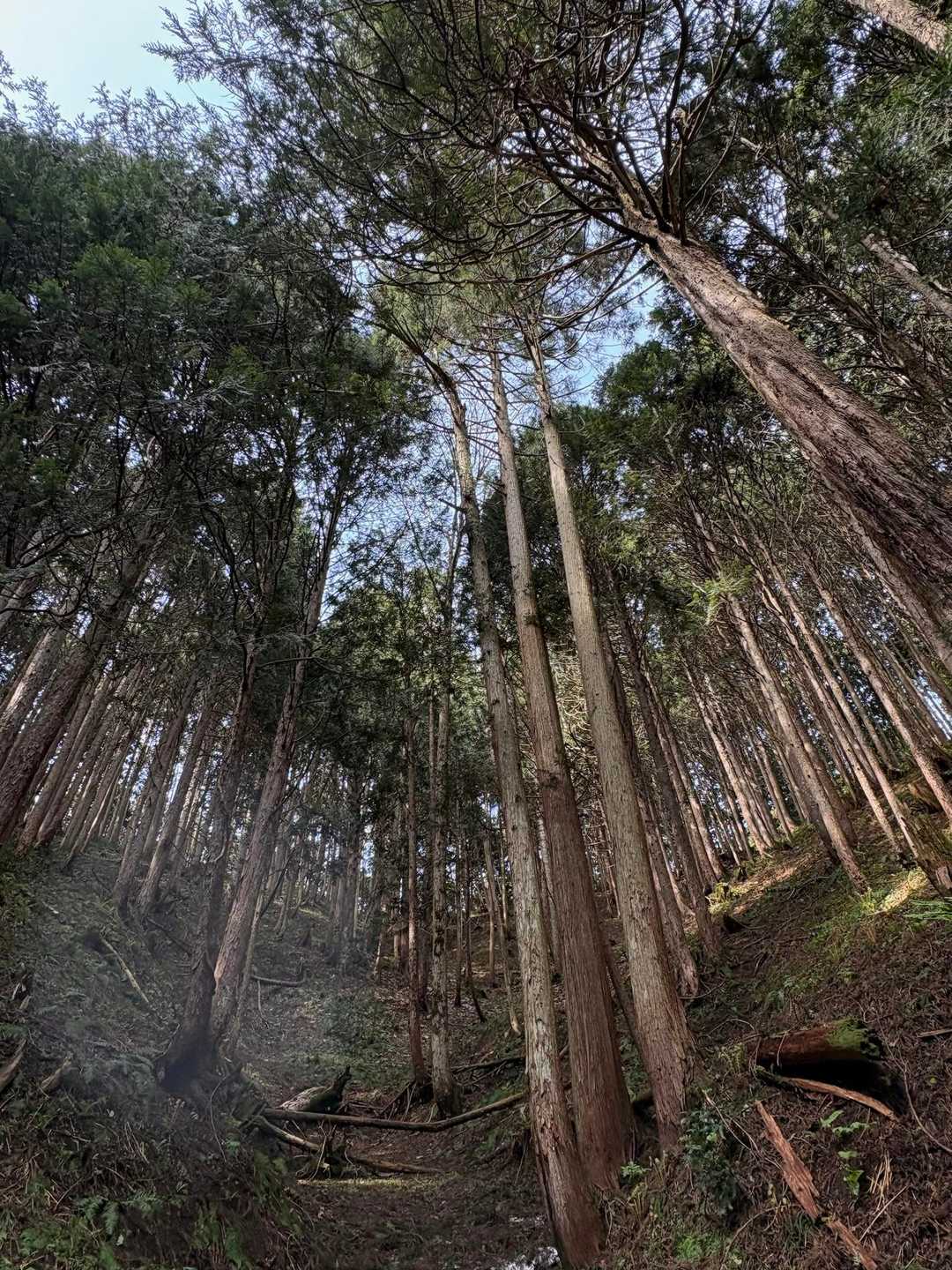 立派なヒバ林を行く🌲🌲🌲