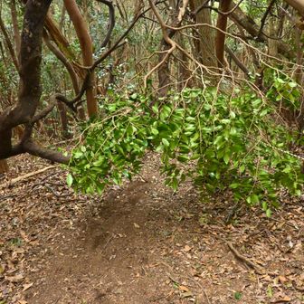 激下りの途中に、最近折れたと思われる木が覆いかぶさり中。
しゃがんでスリスリしながら潜り抜けます。