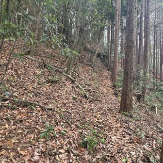 ここを左に登る。