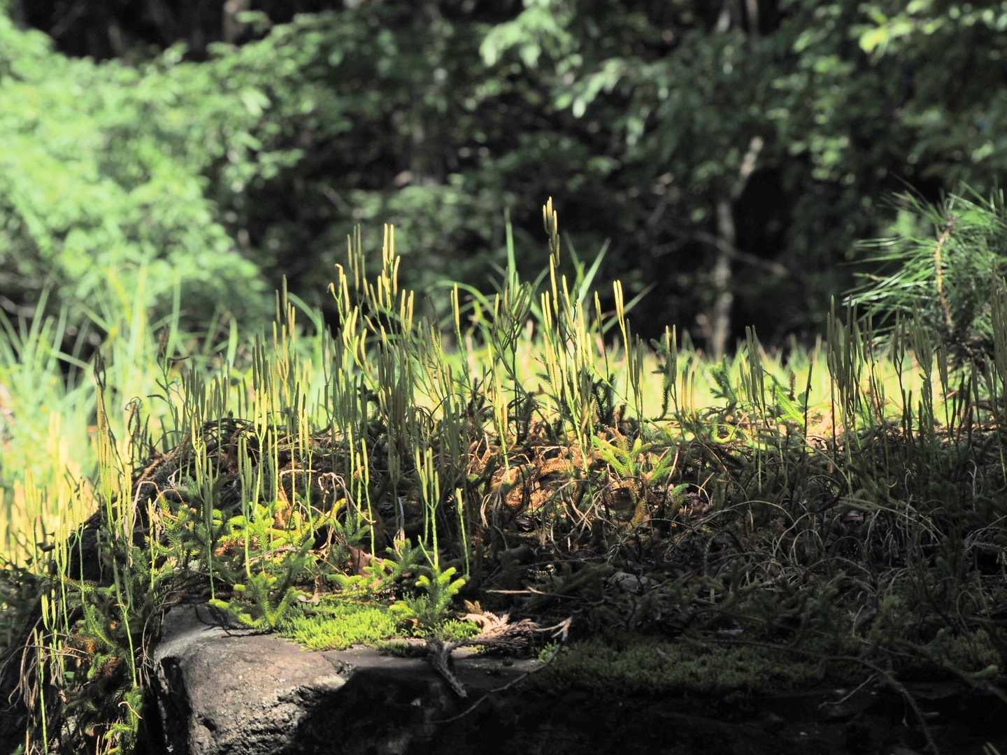 ヒカゲノカズラ
胞子が出来てます