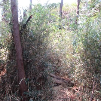 この付近のどこかが天神山山頂（たぶん）