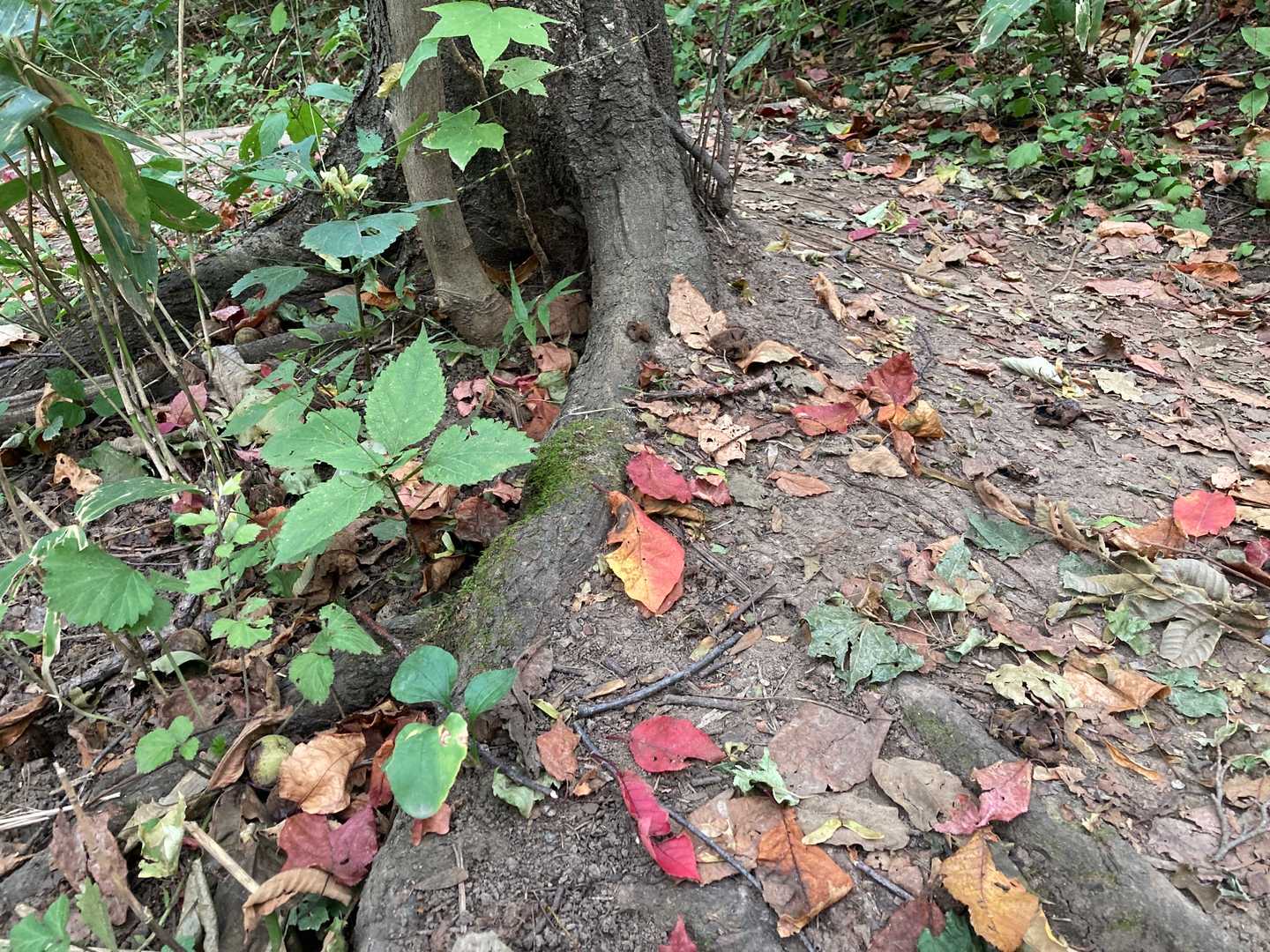 動物園コースから下りました🍁
