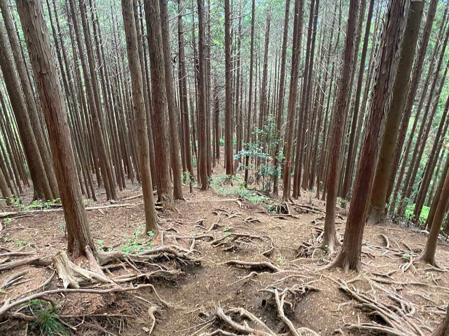 根っこが凄くて歩きづらかったところ