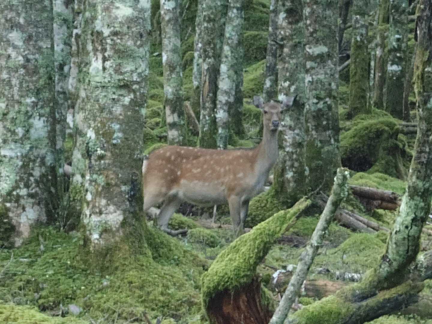 🦌