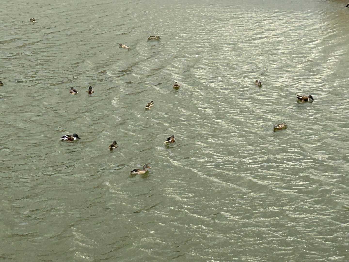 マガモ🦆達の群れ