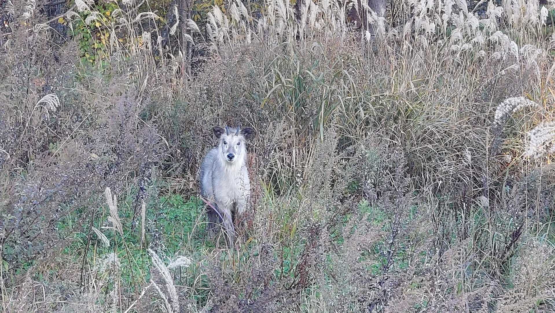可愛いカモシカちゃんが見てました😄