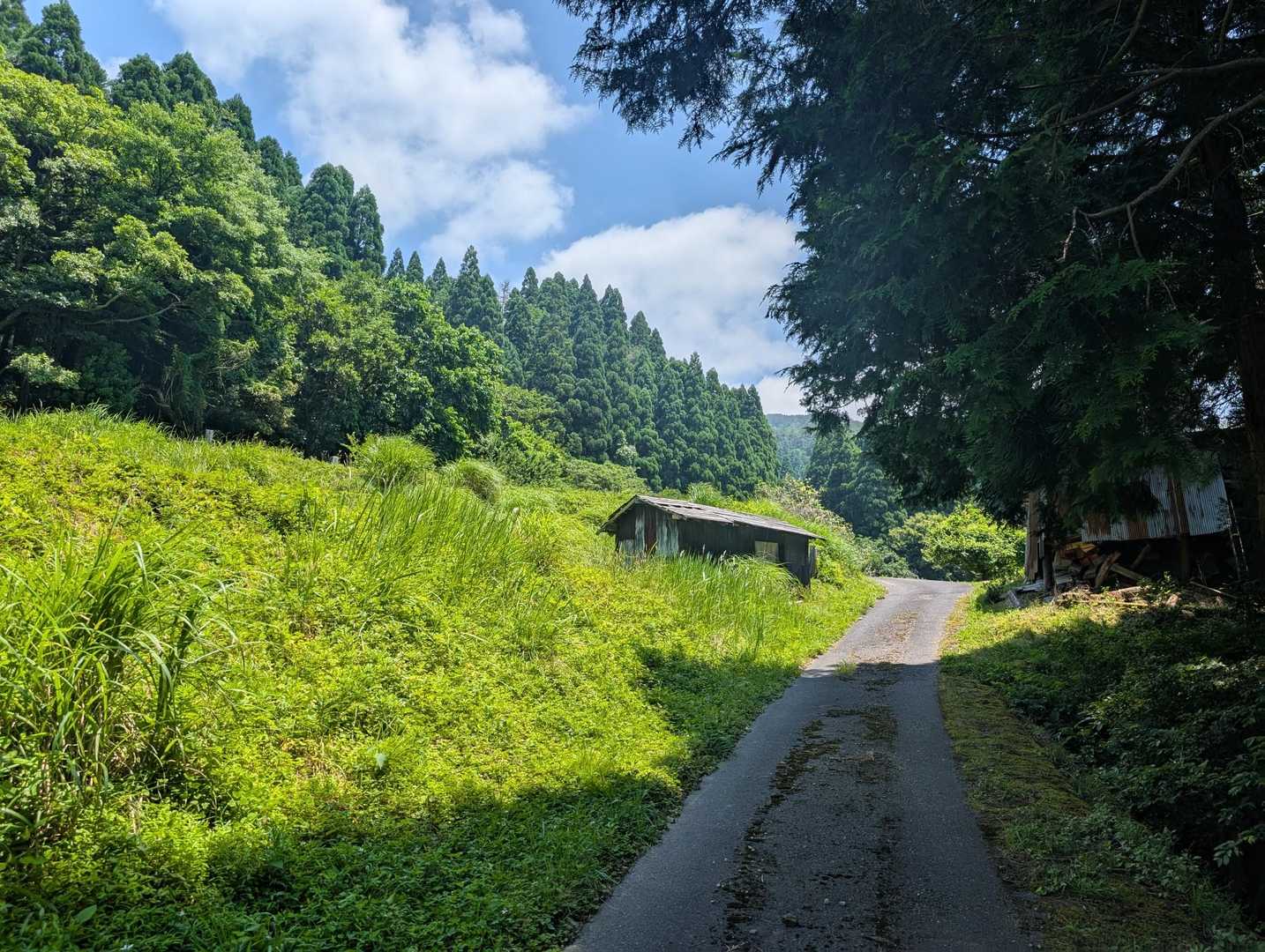 のどかな道