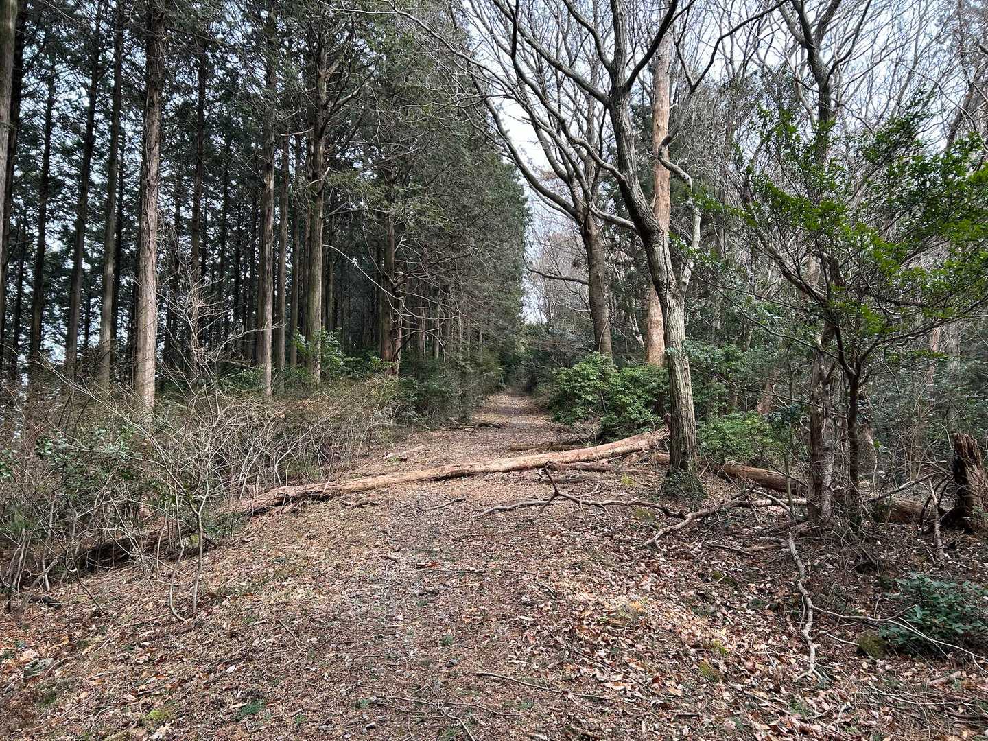 富幕山登山口-多利野山-狩宿山-黒松峠-下の浅間山-上の浅 往復コースの写真