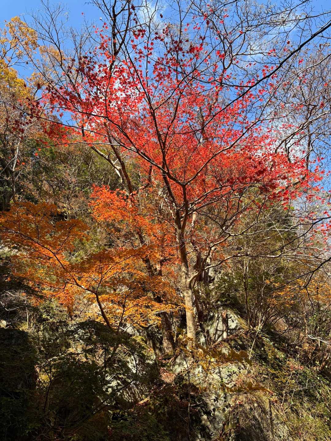 そして紅葉🍁