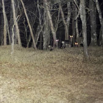 この峠には夜叉神峠小屋とキャンプ指定地、仮設トイレもありますが、何れも既に営業を終えて使用出来ないので、キジ撃ちをしてふと左を見ると鹿の目が光っています。
たぶんヤツらは「あいつのチ◯チ◯大したことないなぁ〜。俺たちの方がよっぽど立派だぜ〜」なんて話しているに違いありません😆