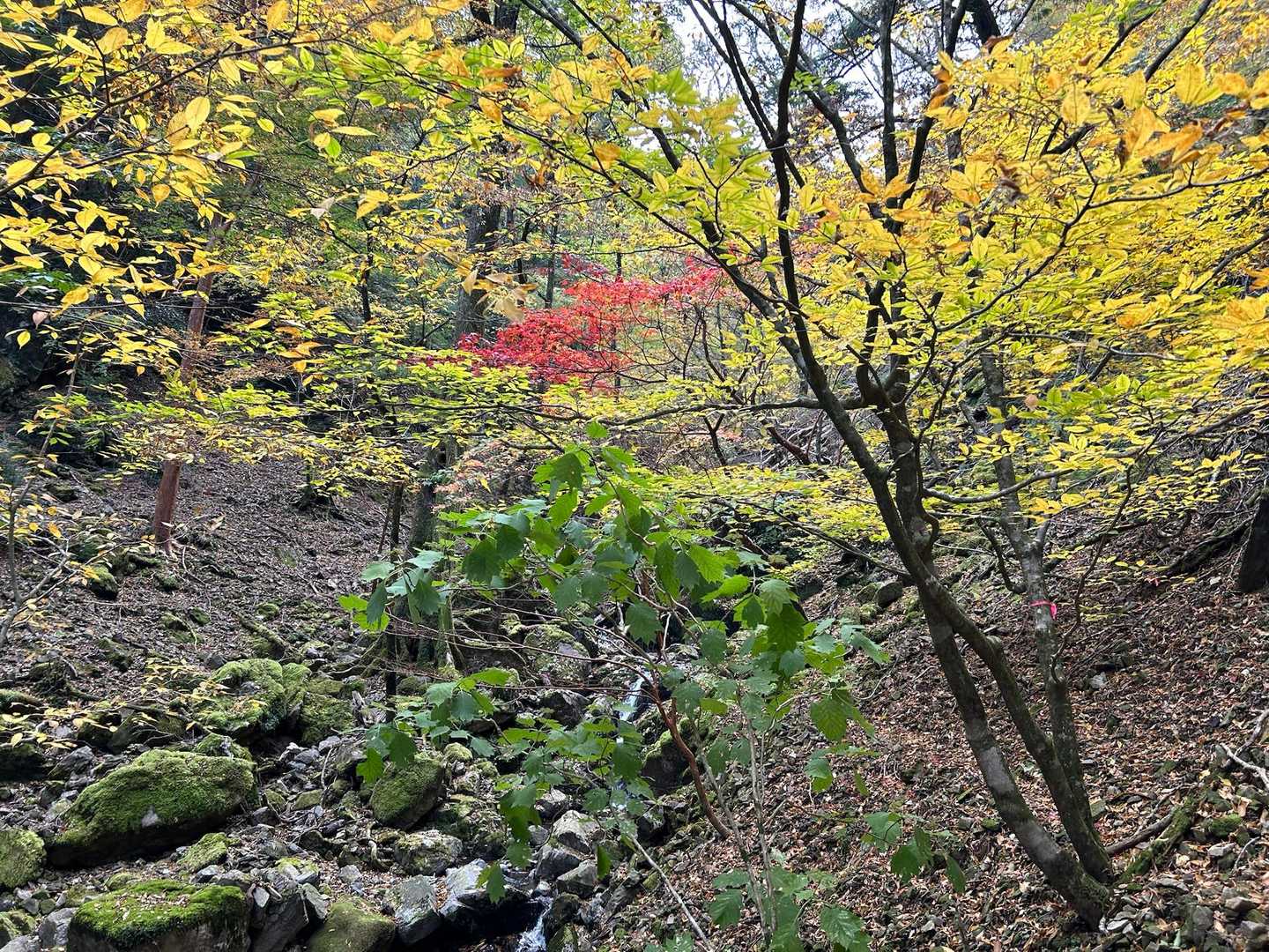 真っ赤な紅葉も良いけど、こんな色合いが好き❤️