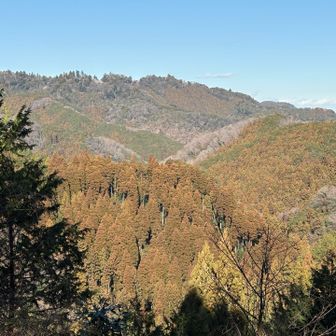 元旦に雪国から戻った時、関東の陽射しに春を感じてしまったけど、まだまだ寒中。東京は言うほど寒くないけど、今はあの杉たちが何やら飛ばす準備をしているように見える🤧
