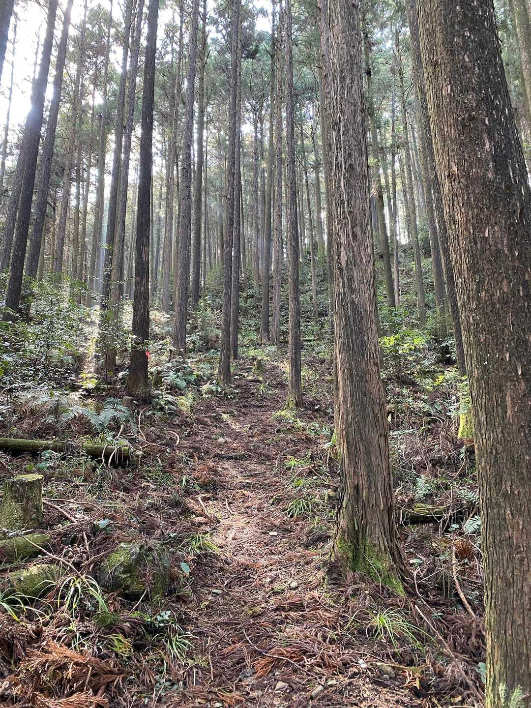 こんななだらかな道や