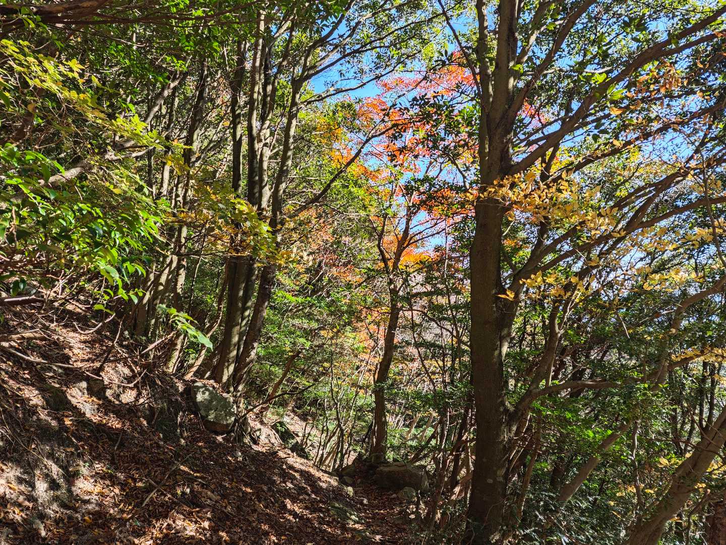 三池岳登山口-三池岳-八風峠 周回コースの写真