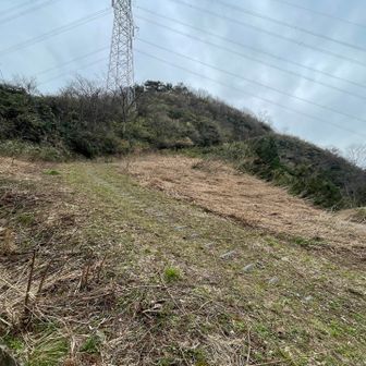 コッチみたいね