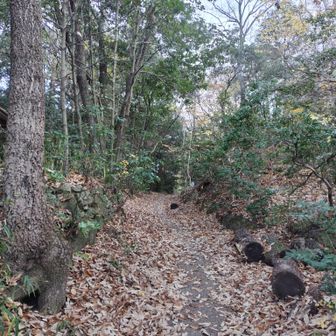 がんばるぞ〜🚶