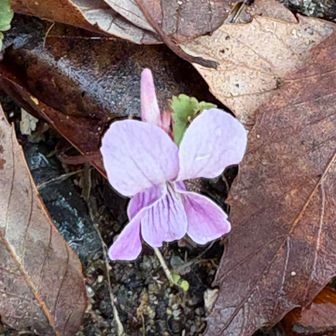 スミレ　　何スミレ？